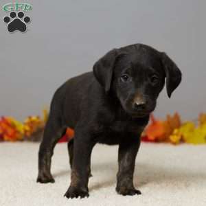 Teddy, Black Labrador Retriever Puppy